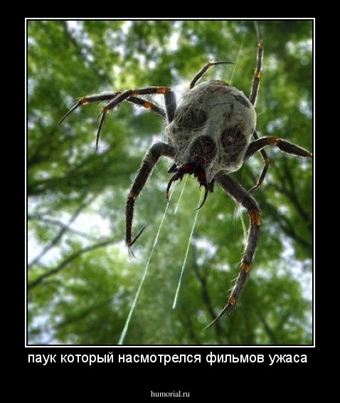 паук который насмотрелся фильмов ужаса 
