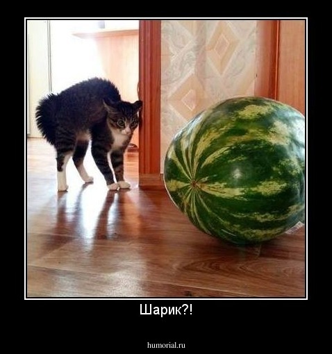 Шарик?!