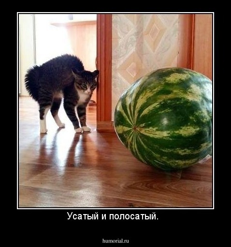 Усатый и полосатый.  