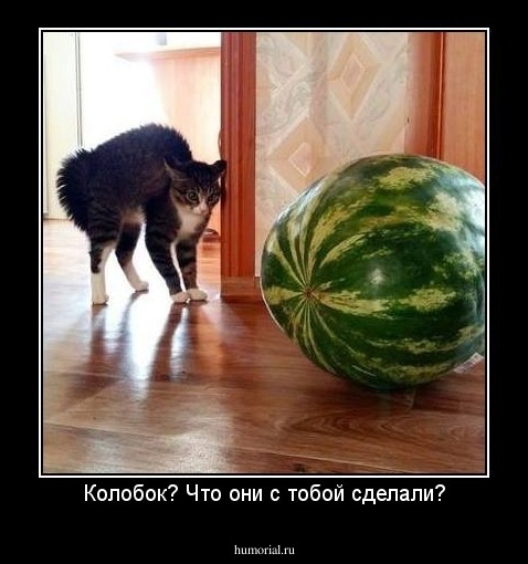 Колобок? Что они с тобой сделали?