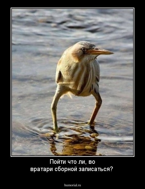 Пойти что ли, во вратари сборной записаться?