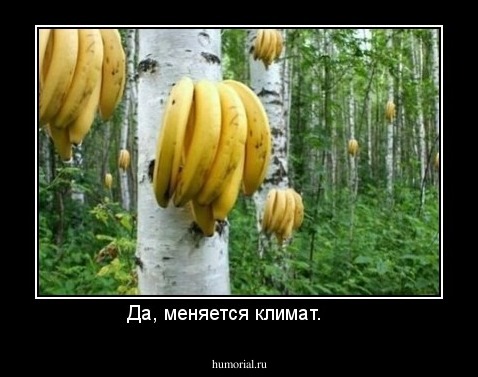 Да, меняется климат.     