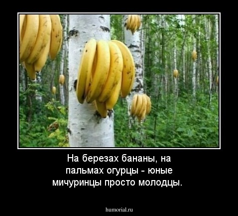 На березах бананы, на пальмах огурцы - юные мичуринцы просто молодцы.