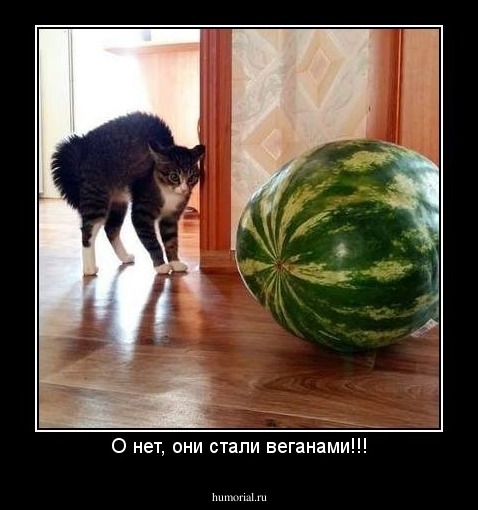 О нет, они стали веганами!!!