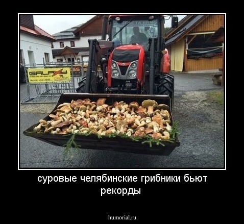 суровые челябинские грибники бьют рекорды