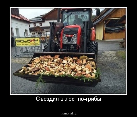 Съездил в лес  по-грибы