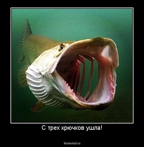 С трех крючков ушла!
