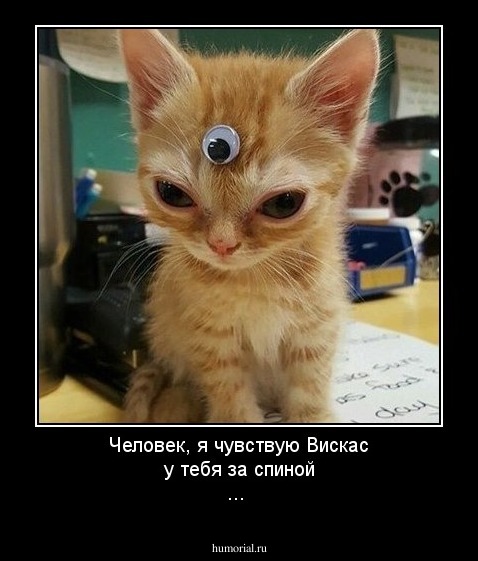 Человек, я чувствую Вискас у тебя за спиной ...