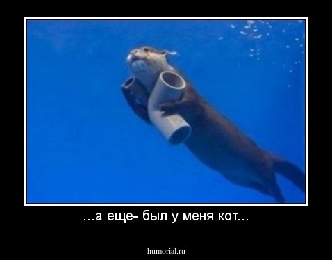 ...а еще- был у меня кот...