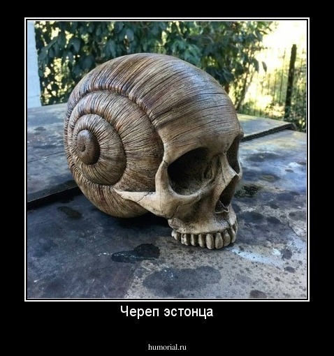 Череп эстонца