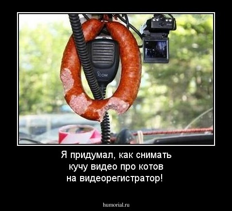 Я придумал, как снимать кучу видео про котов на видеорегистратор!
