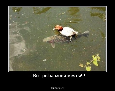 - Вот рыба моей мечты!!!
