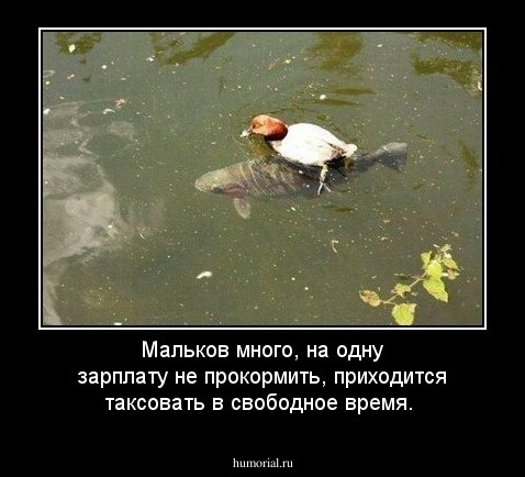 Мальков много, на одну зарплату не прокормить, приходится таксовать в свободное время.