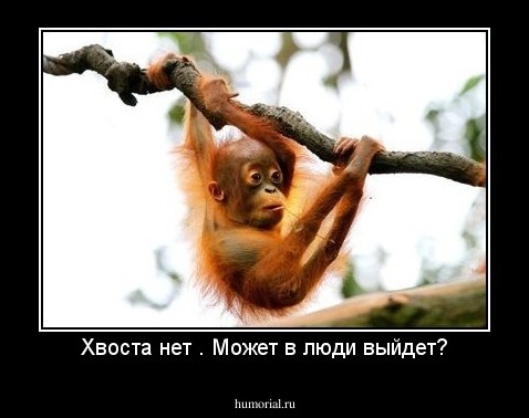 Хвоста нет . Может в люди выйдет?