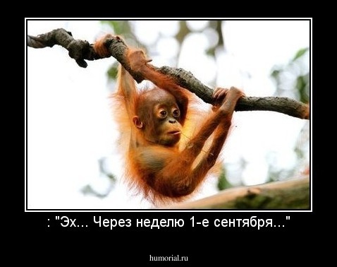 : "Эх... Через неделю 1-е сентября..."