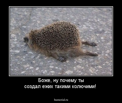 Боже, ну почему ты создал ежих такими колючими!
















