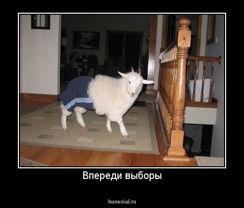 Впереди выборы