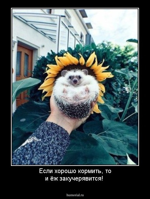 Если хорошо кормить, то и ёж закучерявится!
