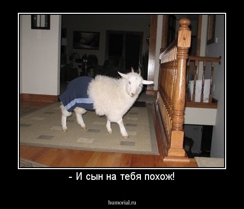 - И сын на тебя похож!