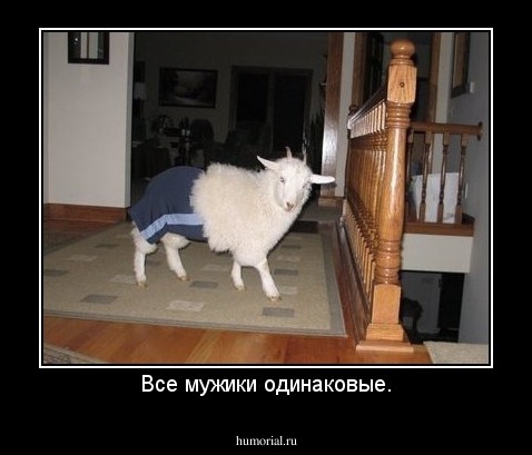 Все мужики одинаковые.