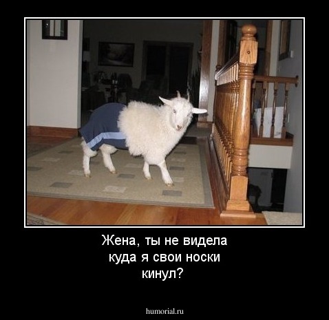 Жена, ты не видела куда я свои носки кинул?