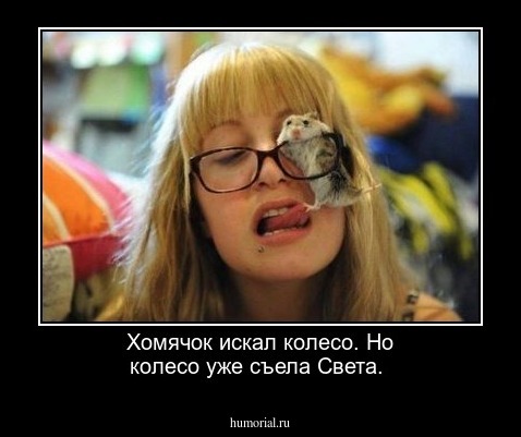 Хомячок искал колесо. Но колесо уже съела Света.