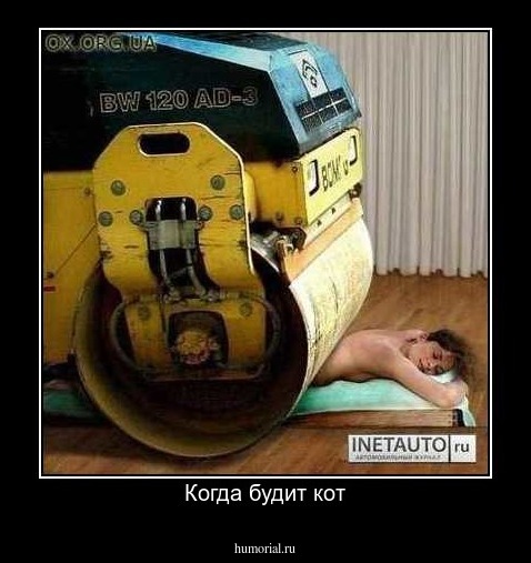 Когда будит кот