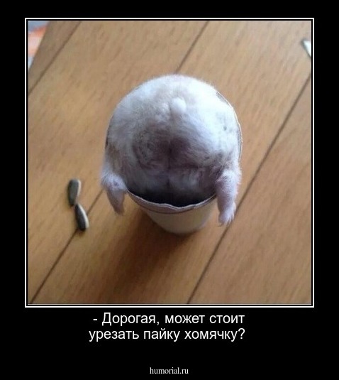 - Дорогая, может стоит урезать пайку хомячку?