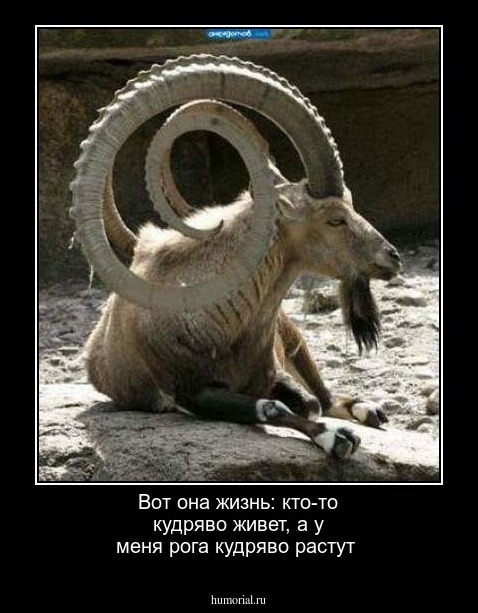 Вот она жизнь: кто-то кудряво живет, а у меня рога кудряво растут