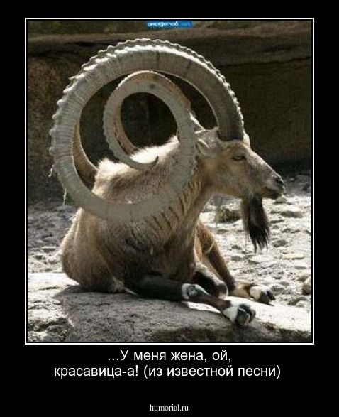 ...У меня жена, ой, красавица-а! (из известной песни)