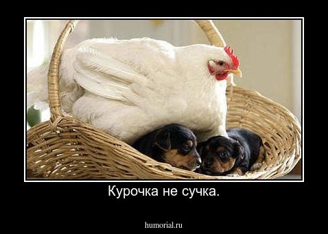 Курочка не сучка.
