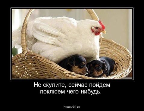 Не скулите, сейчас пойдем поклюем чего-нибудь.