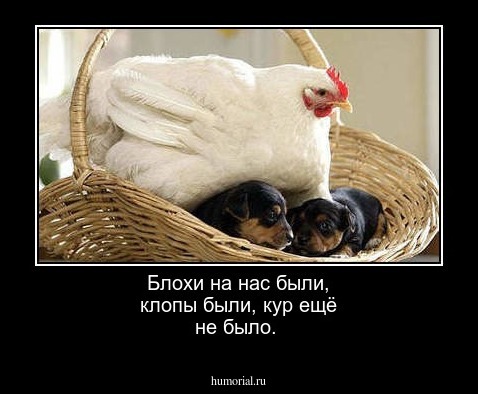Блохи на нас были, клопы были, кур ещё не было.