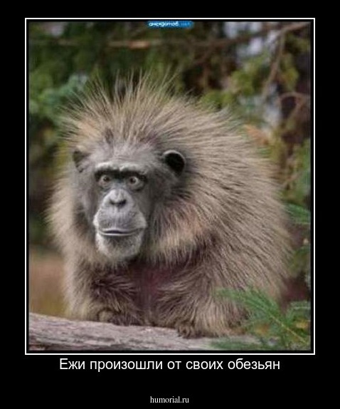Ежи произошли от своих обезьян