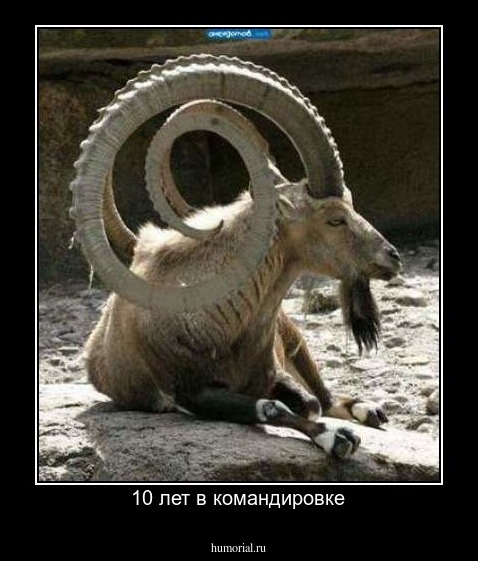 10 лет в командировке