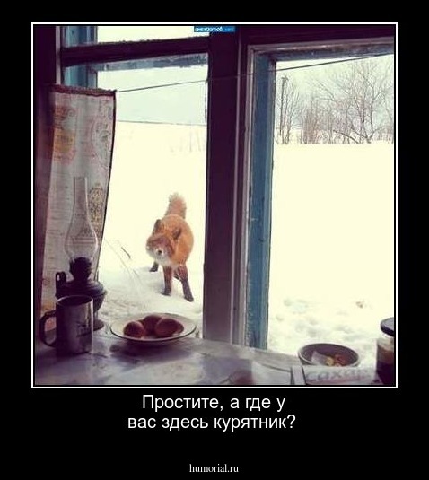 Простите, а где у вас здесь курятник?    