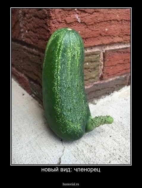 новый вид: членорец