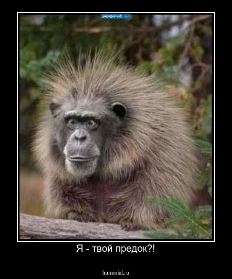 Я - твой предок?!