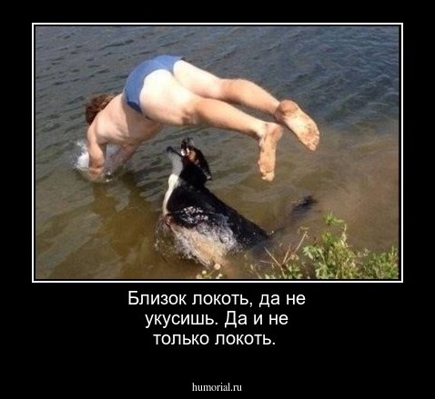 Близок локоть, да не укусишь. Да и не только локоть.
