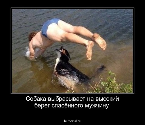 Собака выбрасывает на высокий берег спасённого мужчину
