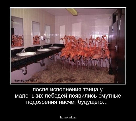 после исполнения танца у маленьких лебедей появились смутные подозрения насчет будущего...