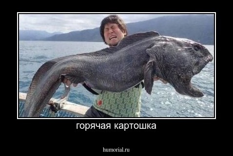 горячая картошка