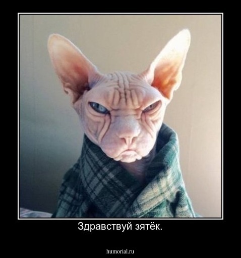 Здравствуй зятёк.