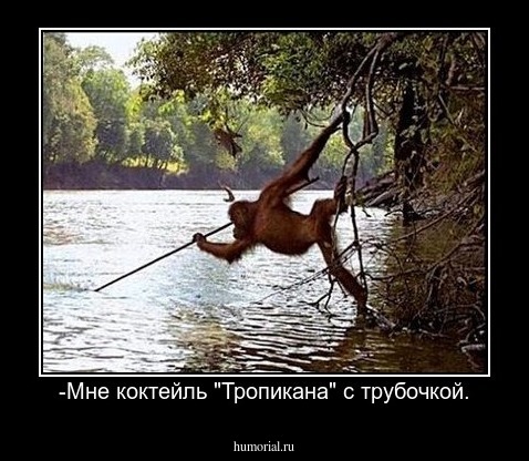 -Мне коктейль "Тропикана" с трубочкой.