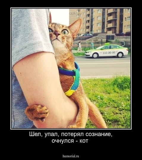 Шел, упал, потерял сознание, очнулся - кот 