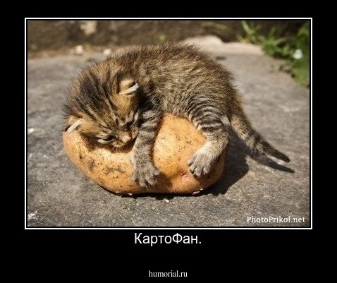 КартоФан.