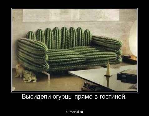 Высидели огурцы прямо в гостиной.