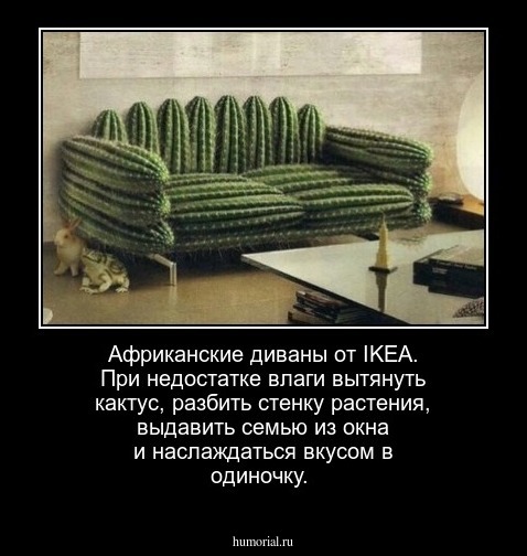Африканские диваны от IKEA. При недостатке влаги вытянуть кактус, разбить стенку растения, выдавить семью из окна и наслаждаться вкусом в одиночку.