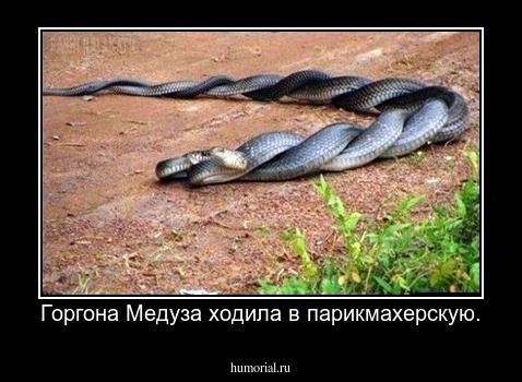Горгона Медуза ходила в парикмахерскую.