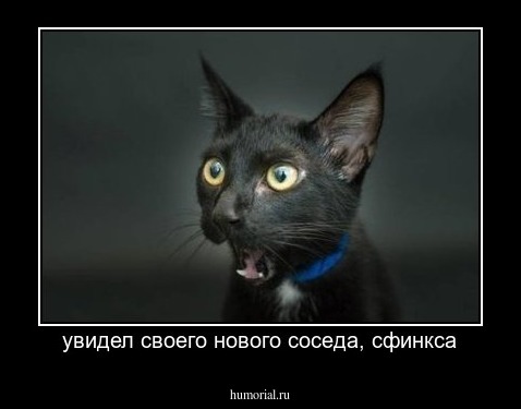 увидел своего нового соседа, сфинкса